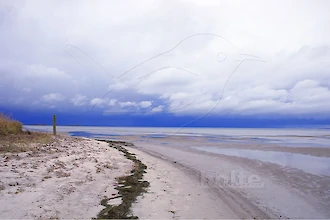 Wampen zwischen zwei Regengüssen