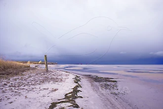 Wampen zwischen zwei Regengüssen