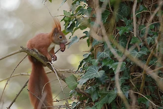 Eichhörnchen (Sciurus vulgaris)