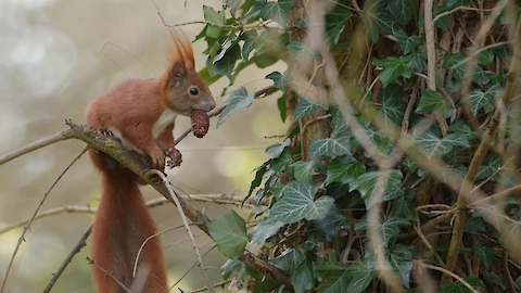 Eichhörnchen (Sciurus vulgaris)