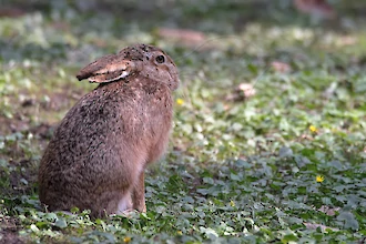 Feldhase (Lepus europaeus)