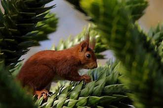 Eichhoernchen (Sciurus vulgaris)