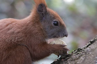 Eichhörnchen (Sciurus vulgaris)