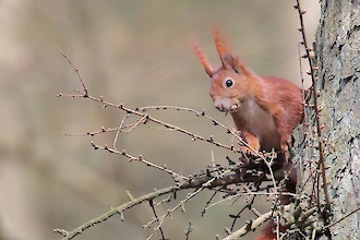 Eichhoernchen (Sciurus vulgaris)