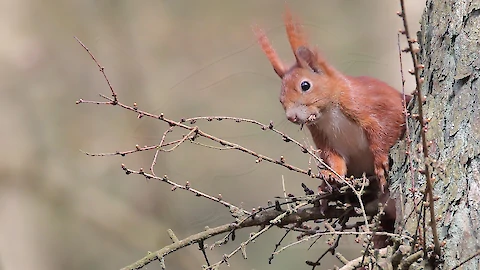 Eichhoernchen (Sciurus vulgaris)