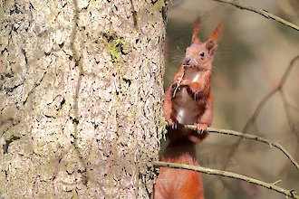 Eichhoernchen (Sciurus vulgaris)