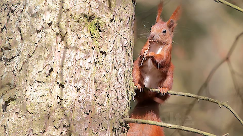 Eichhoernchen (Sciurus vulgaris)