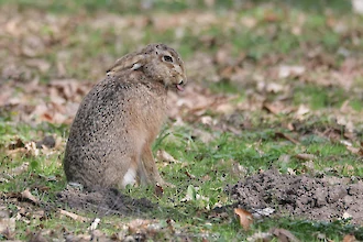 Feldhase (Lepus europaeus)