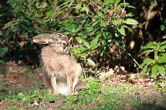 Feldhase (Lepus europaeus)