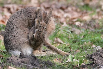 Feldhase (Lepus europaeus)
