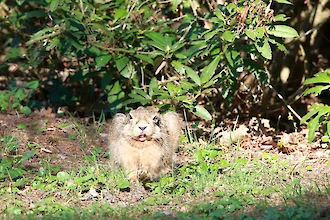 Feldhase (Lepus europaeus)