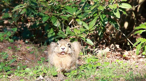 Mammals