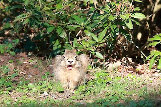 Feldhase (Lepus europaeus)