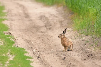 European hare (Lepus europaeus)