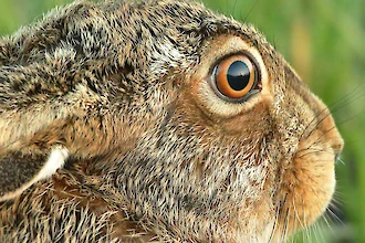 European hare (Lepus euroaeus)