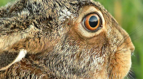 Mammals