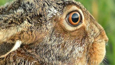 Feldhase (Lepus euroaeus)