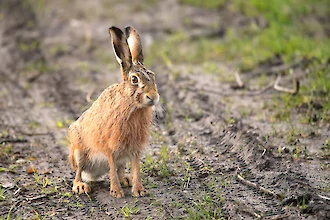 Feldhase (Lepus euroaeus)