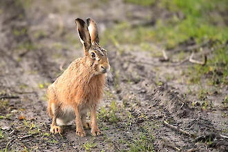 European hare (Lepus euroaeus)