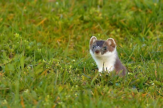 Hermelin (Mustela ermennia)