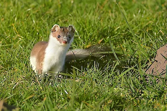Hermelin (Mustela ermennia)