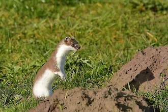 Hermelin (Mustela ermennia)