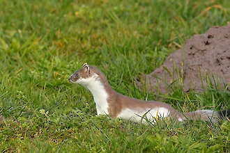 Hermelin (Mustela ermennia)