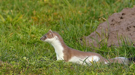 Säugetiere