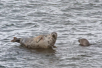 Kegelrobbe (Halichoerus grypus)