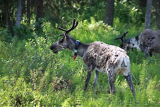 Ren (Rangifer tarandus)