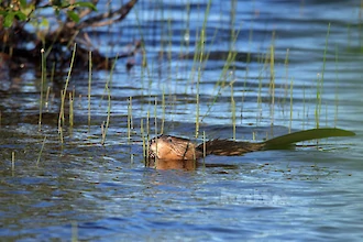 European beaver (Castor fiber)
