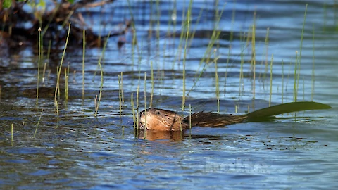 Bieber (Castor fiber)