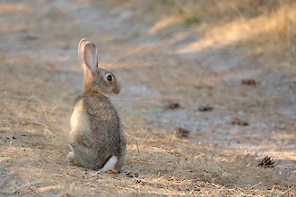 Wildkaninchen (Oryctolagus cuniculus)