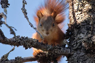 Eichhörnchen (Sciurus vulgaris)