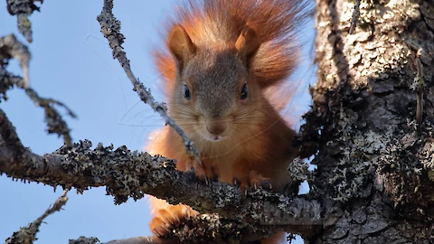 Eichhörnchen (Sciurus vulgaris)