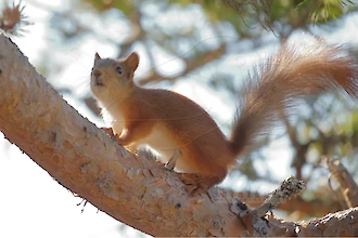 Eichhörnchen (Sciurus vulgaris)