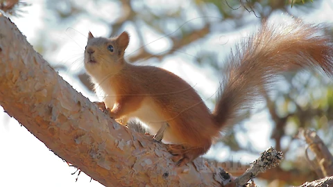 Eichhörnchen (Sciurus vulgaris)