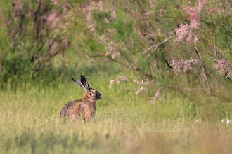 Feldhase (Lepus europaeus)