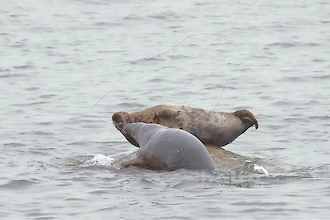 Kegelrobbe (Halichoerus grypus)