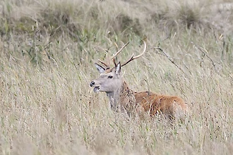 Rothirsch (Cervus elaphus)