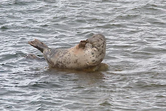 Kegelrobbe (Halichoerus grypus)