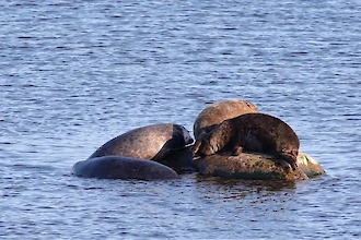 Kegelrobbe (Halichoerus grypus)