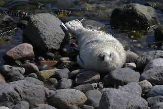 Kegelrobbe (Halichoerus grypus)