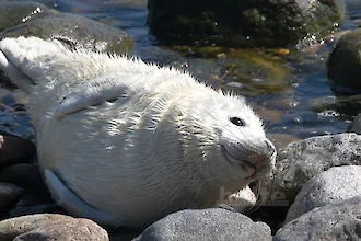 Kegelrobbe (Halichoerus grypus)