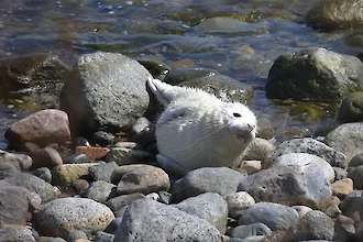 Kegelrobbe (Halichoerus grypus)