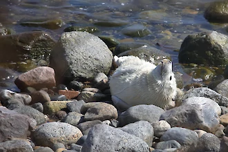 Kegelrobbe (Halichoerus grypus)