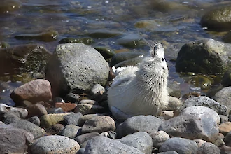 Kegelrobbe (Halichoerus grypus)