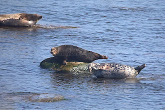 Kegelrobbe (Halichoerus grypus)