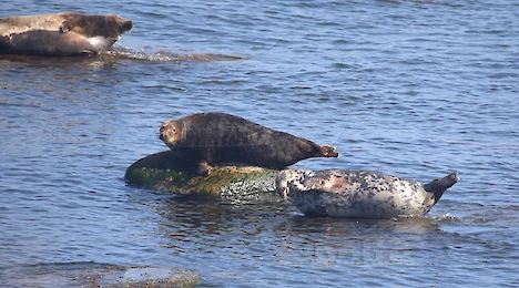Mammals