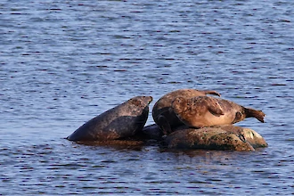 Kegelrobbe (Halichoerus grypus)